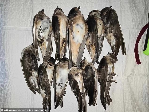 Ms Anderson said the group had picked up 43 birds over the two evenings, 21 of which have died or been put to sleep (the injured birds are pictured)
