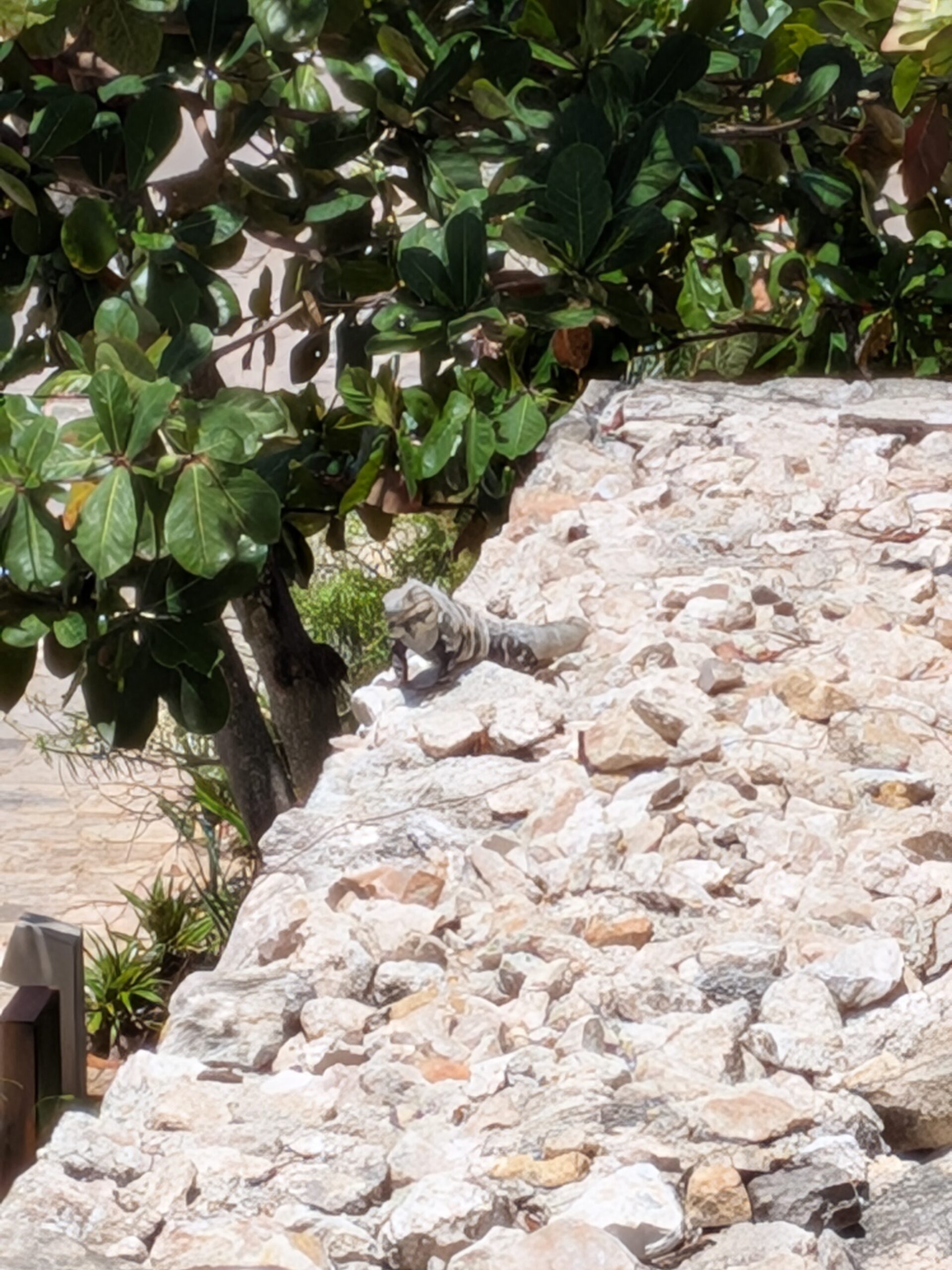 Google Pixel 9a iguana 8x zoom