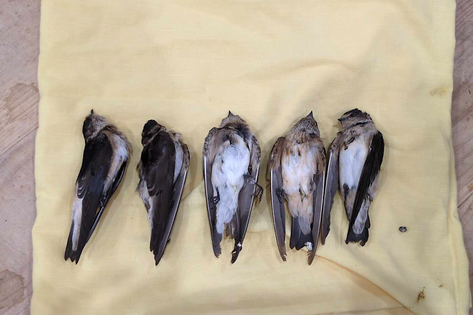 Five dead tree martins after smashing into the windows of the Rundle Mall Apple store. Source: Supplied