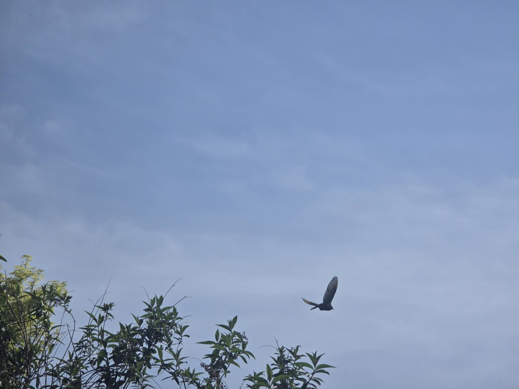 Galaxy S25 Ultra shutter lag missed bird