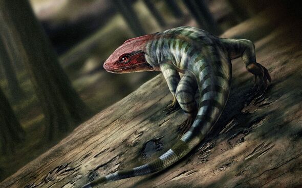 Discovery of 355 million-year-old reptile footprints 