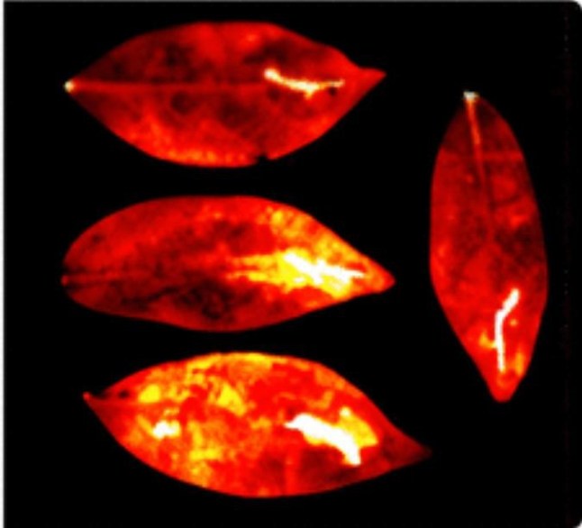 All living things emit a ghostly GLOW that vanishes when we die, scientists reveal