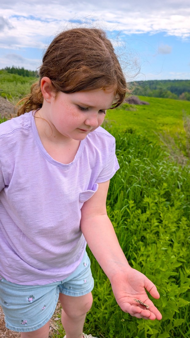 Eight-year-old Carly Fagan from Fitchburg was one of the many kids who participated in the butterfly release at the 24th annual Apple Blossom Festival on May 17 at Sholan Farms in Leominster. (DANIELLE RAY/SENTINEL & ENTERPRISE)
