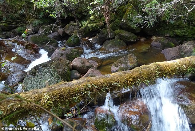 The site where Mallomys istapantap was recorded. The trampled vegetation on top of the log suggests it is frequently used by the animal to scamper across