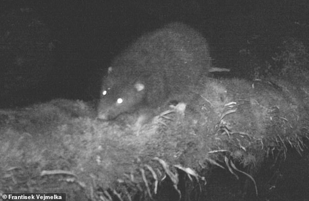 Mallomys istapantap caught on a camera trap in its natural environment. It is the first scientific observation of the rodent in the wild