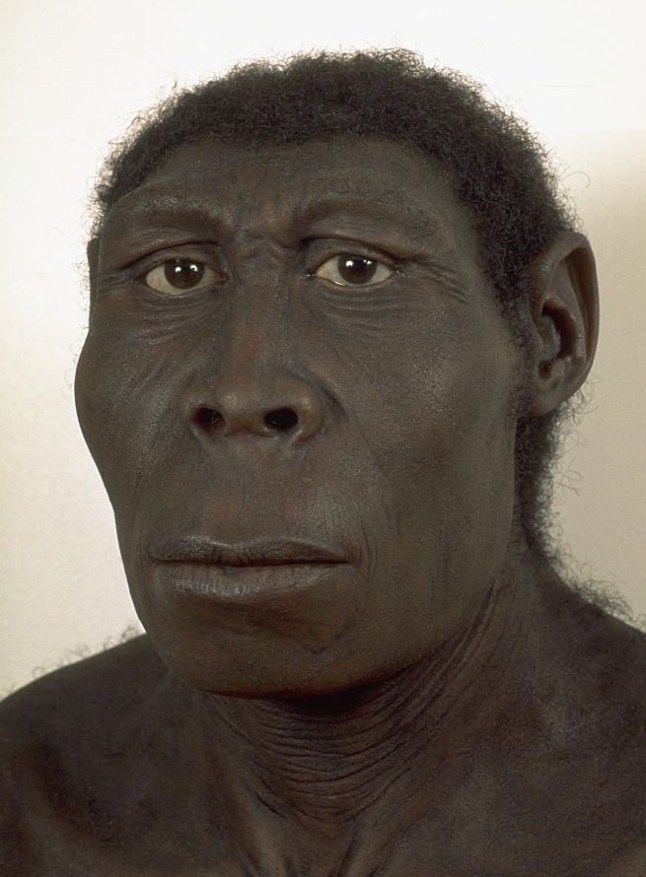A reconstruction of a Human erectus.