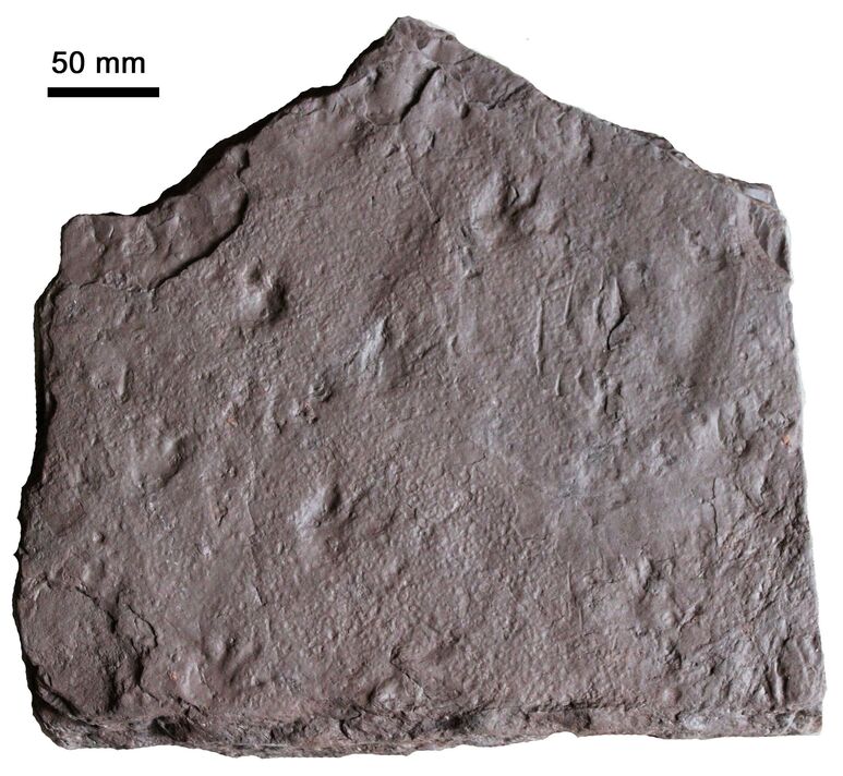 Discovery of 355 million-year-old reptile footprints 