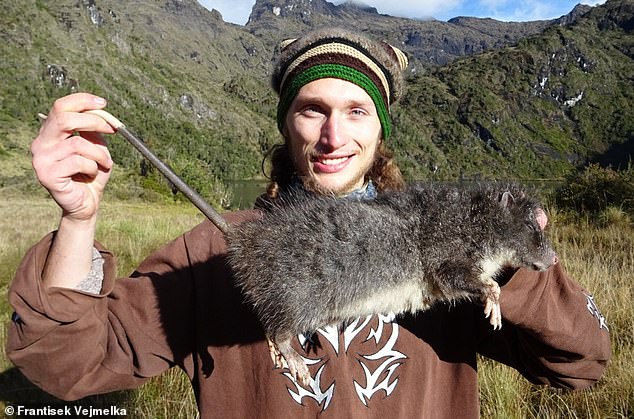 A scientist has discovered a whopping species of rat that measures more than two-and-a-half feet. The proud discoverer František Vejmělka is pictured with the giant rat in its natural habitat at 12,000 feet (3,700 metres) above sea level. This specimen is dead, killed by a hunting dog belonging to local hunters