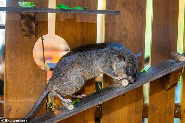 The Gambian pouched rat (Cricetomys gambianus, pictured) is generally identified as the largest known rat species