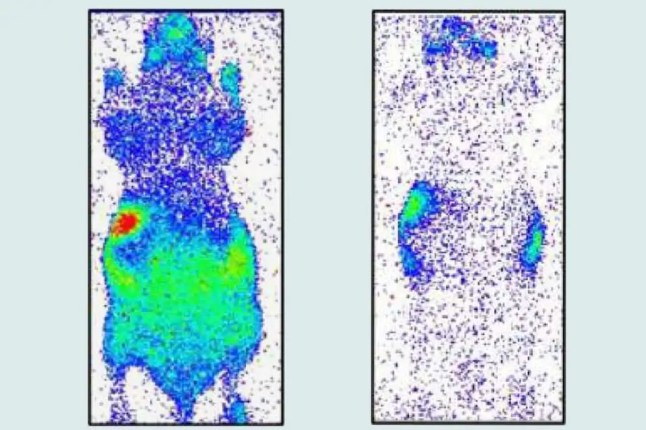 All living things emit a ghostly GLOW that vanishes when we die, scientists reveal