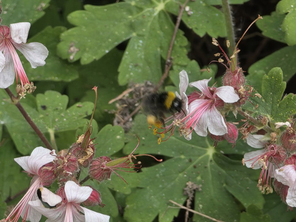 Galaxy S25 Ultra shutter lag fast bee