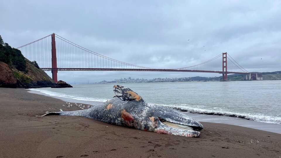 Over the course of the last week, six gray whales have died in the San Francisco Bay Area. This year, 15 whales have died in the region