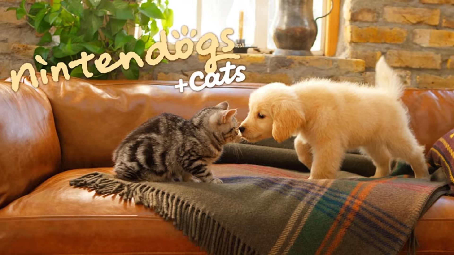 A marketing image for Nintendogs + Cats featuring a golden retriever puppy and a black and brown cat.